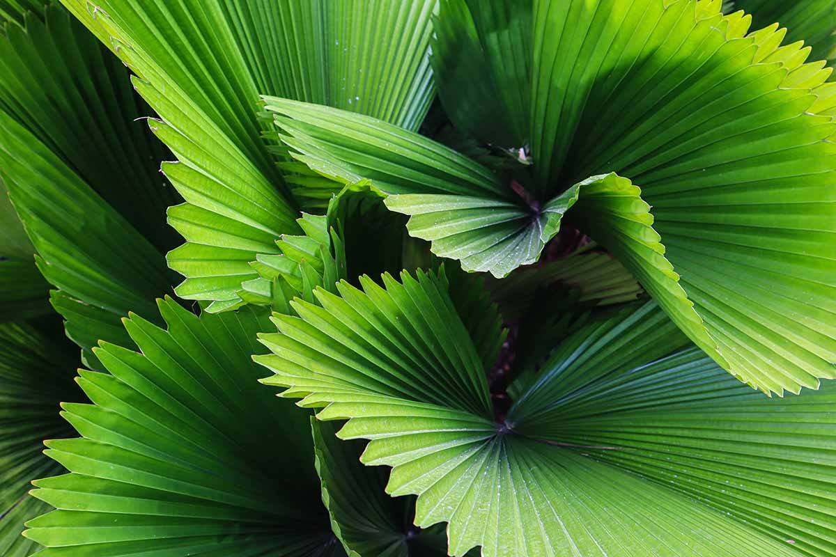 Tropical palm texture - Palawan luxury collection backdrop